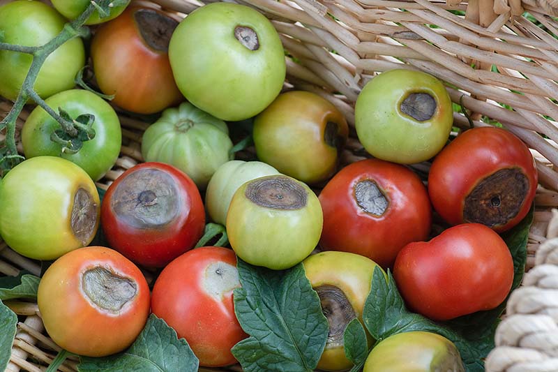 Un primer plano de una canasta de mimbre que contiene una cantidad de tomates verdes y rojos, todos con podredumbre apical con áreas oscuras y podridas en la piel de la fruta.