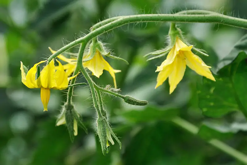 Un primer plano de pequeñas flores amarillas que cuelgan de una vid representada en un fondo de enfoque suave.