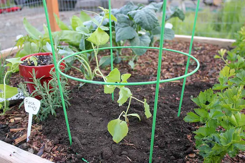 Un primer plano de una jaula de tomate de metal verde que rodea una pequeña plántula de melón.  En el fondo hay una variedad de vegetales creciendo, rodeados de mantillo.