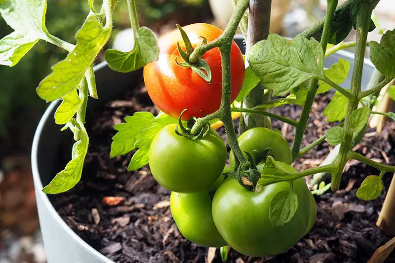 Un primer plano de una planta de tomate que crece en un recipiente con fruta madura verde y roja inmadura, representada en un fondo de enfoque suave.