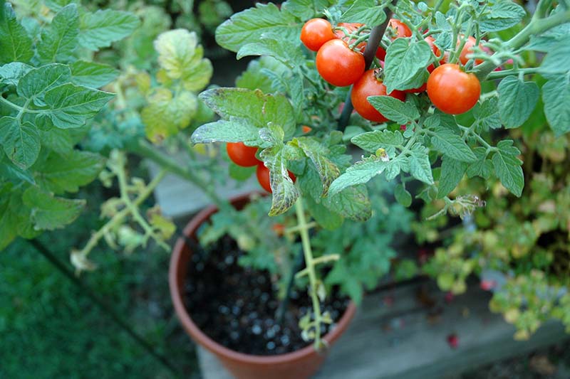 Una imagen de arriba hacia abajo de una planta de tomate con frutos maduros de color rojo brillante que crecen en una pequeña maceta de plástico sobre una superficie de madera.