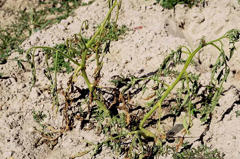Una imagen horizontal de una planta muerta por una enfermedad llamada marchitez por Fusarium.