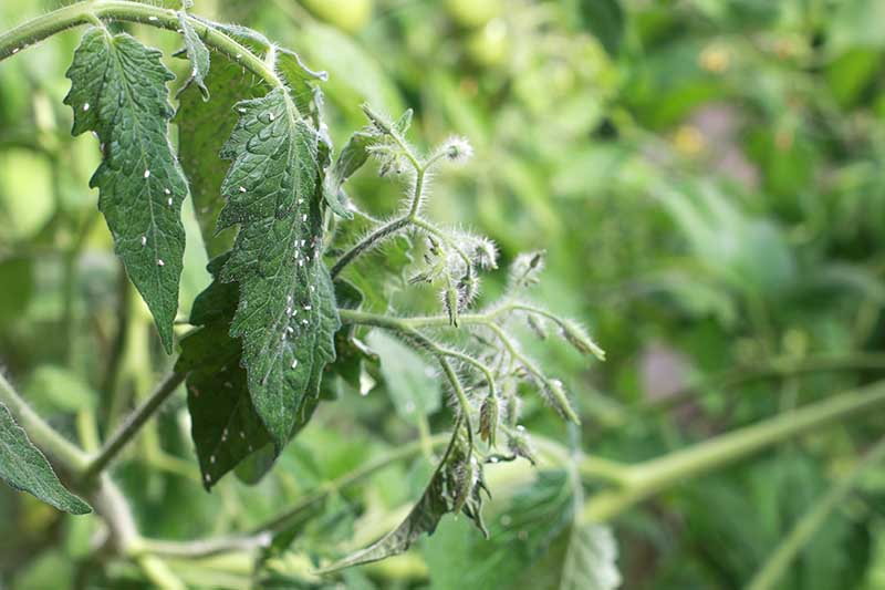 Una imagen horizontal de cierre de una planta de tomate infestada de plagas representada en un fondo de enfoque suave.
