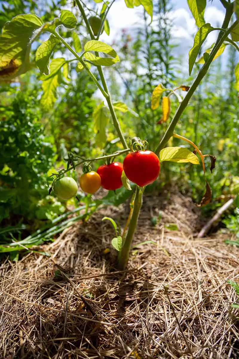 Una imagen vertical de cerca de una planta de tomate rodeada de mantillo de paja fotografiada bajo un sol brillante sobre un fondo de enfoque suave.
