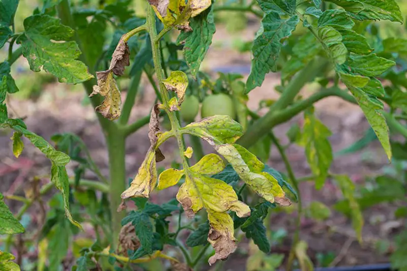 Un primer plano de las hojas de una planta de tomate que sufre de una enfermedad que ha causado que las hojas se vuelvan amarillas y mueran, representadas en un fondo de enfoque suave.