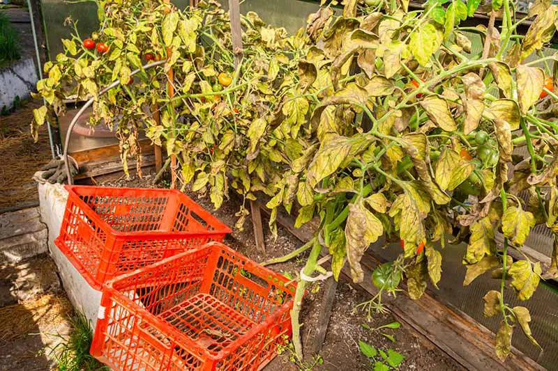 Una imagen horizontal de primer plano de las plantas de tomate que crecen en un invernadero que han sido atacadas por el infame patógeno Phytophthora infestans.