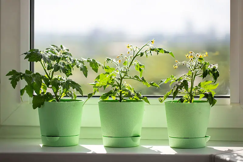 Un primer plano de tres sembradoras verdes que contienen plantas jóvenes colocadas en un alféizar soleado bajo la luz del sol.