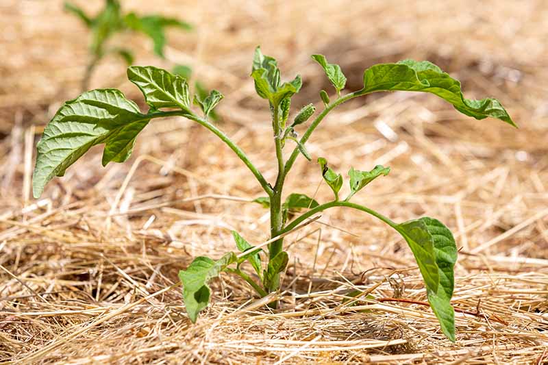 Una imagen horizontal de cerca de una plántula de tomate joven que crece en el jardín con mantillo de paja que la rodea.