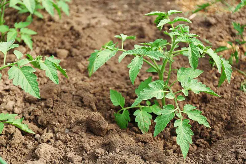 Un primer plano de pequeñas plántulas de tomate que crecen en suelos densos modificados con material orgánico.