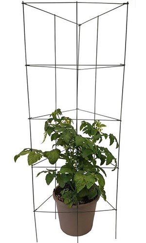 Un primer plano de una jaula para cultivar vegetales enredaderas fotografiada sobre una pequeña planta en una maceta negra.