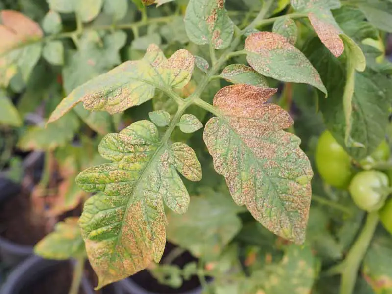 Una imagen horizontal de primer plano de una planta de tomate con grandes daños por plagas en el follaje.