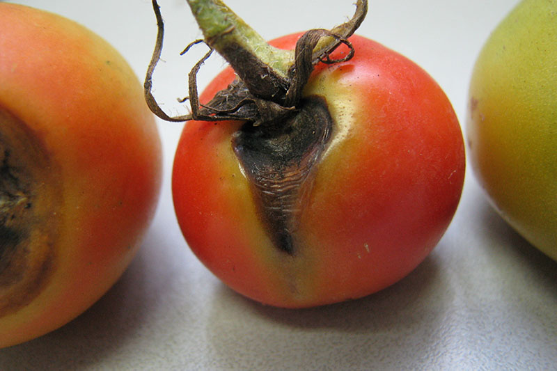 Un primer plano de un tomate rojo maduro con una infección en el extremo del tallo que hace que la fruta se vuelva negra, sobre una superficie blanca.