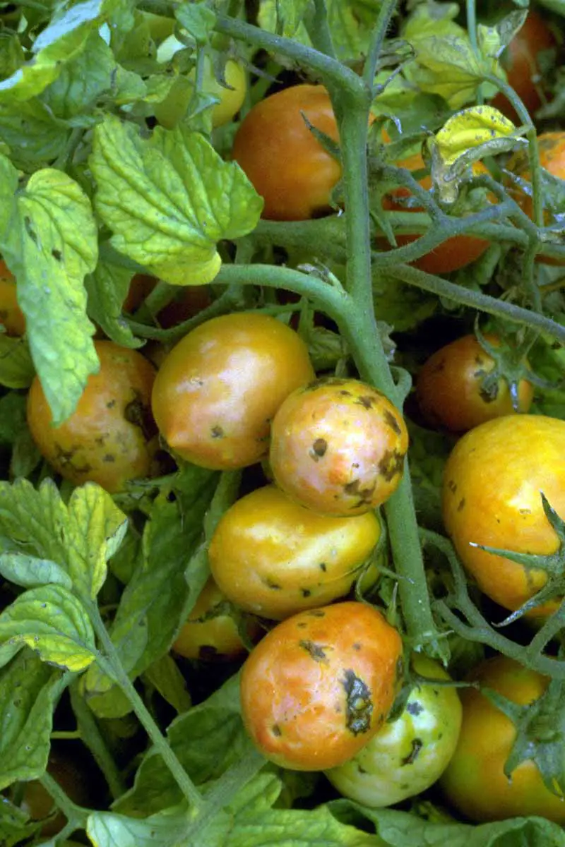 Una imagen vertical de primer plano de una planta de tomate que padece el virus de la marchitez manchada que afecta tanto a las hojas como a la fruta.