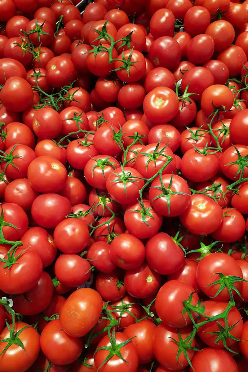 Un primer plano de una abundante cosecha de pequeños tomates cherry rojos maduros.  Algunos todavía tienen la vid unida, el verde contrasta con el rojo vibrante.