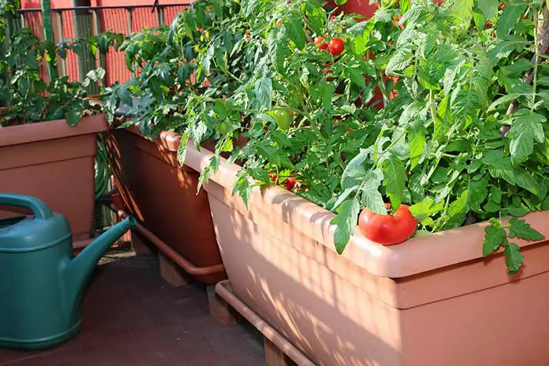 Un primer plano de una gran maceta de plástico con plantas de tomate sanas cargadas de fruta madura, que crecen en el patio, fotografiadas bajo la luz del sol.