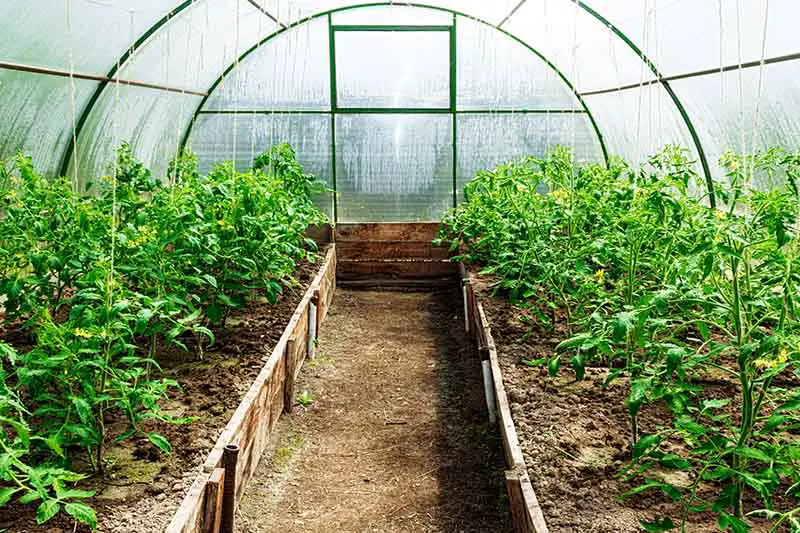Un primer plano de dos filas de tomates que crecen en un gran invernadero abovedado con condensación en las paredes y un camino entre las filas.