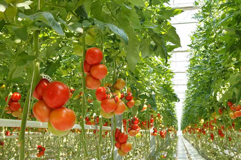 Hileras de plantas de tomate que crecen en un gran invernadero con frutos verdes y rojos en las vides verticales y estacadas.