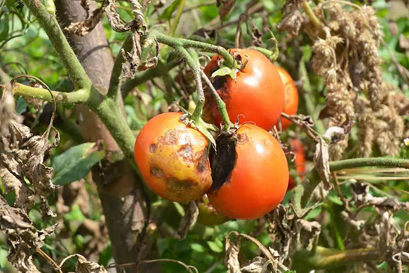 Una imagen horizontal de primer plano de los efectos de una infestación de Phytophthora infestans en las plantas de tomate que crecen en el jardín.