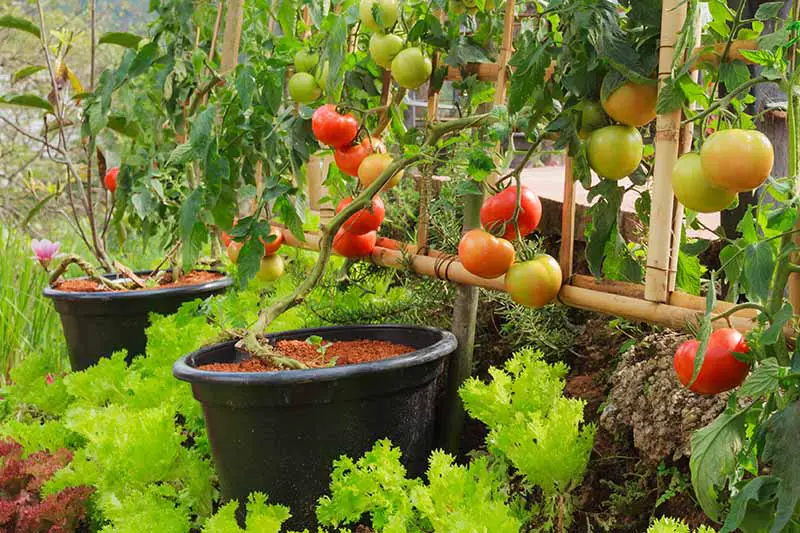 Una huerta con tomates que crecen en macetas de plástico negro, colocadas en un enrejado, rodeada de lechugas y otras verduras.