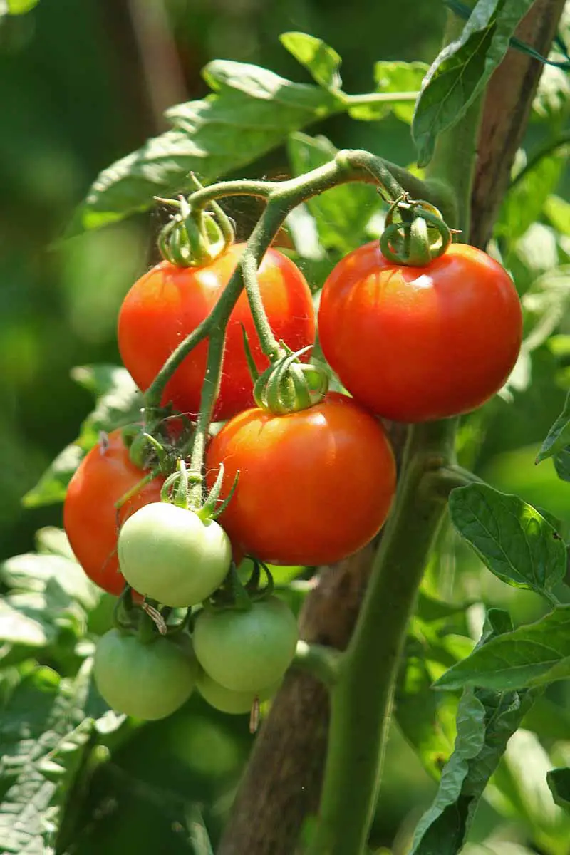 Una imagen vertical de tomates que maduran en la vid bajo el sol brillante.