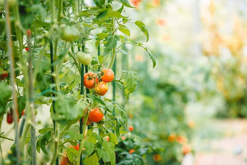 Un primer plano de una vid de tomate con fruta en varias etapas de madurez, representada en un fondo de enfoque suave.
