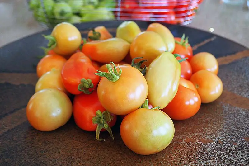 Una imagen horizontal de primer plano de una selección de tomates colocados en la encimera para madurar.  Las frutas están en varias etapas, algunas todavía verdes y otras casi rojas.