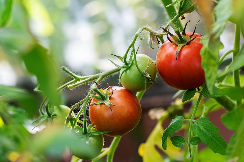 Un primer plano de los tomates que maduran en la vid, representados en un fondo de enfoque suave.