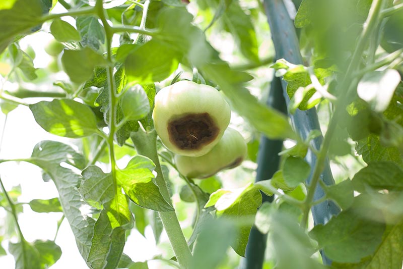 Un primer plano de una planta de tomate que crece en el jardín con frutos inmaduros que sufren una afección conocida como pudrición del extremo de la flor.  La base de la fruta se está volviendo negra.  En la foto a la luz del sol, la foto se desvanece en un enfoque suave en el fondo.