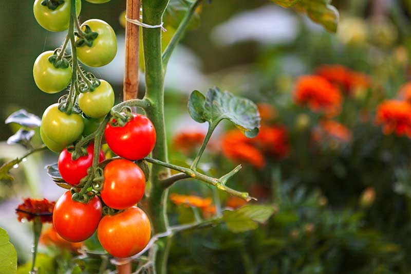 Una imagen horizontal de primer plano de tomates que maduran en la vid con flores en un enfoque suave en el fondo.