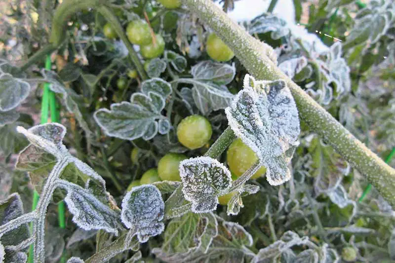 Un primer plano de una planta de tomate cubierta de escarcha.  Los frutos son inmaduros y verdes.  El fondo son hojas y tallos con escarcha blanca.