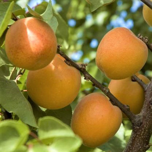 Un primer plano de la fruta naranja brillante de la variedad 'Tomcot' de Prunus armeniaca.  La fruta redonda todavía está en el árbol, rodeada de follaje frondoso a la luz del sol.