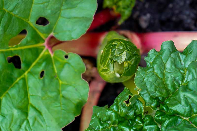 Una imagen de arriba hacia abajo de una corona de ruibarbo inmadura que crece en un recipiente con nuevas hojas formándose.