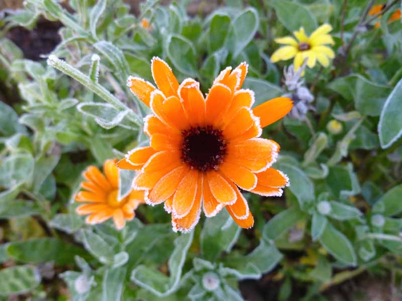 Una imagen horizontal de arriba hacia abajo de una flor naranja brillante cubierta de un ligero polvo de escarcha en un fondo de enfoque suave.