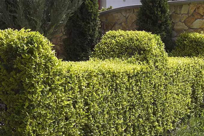 Use nuestros 5 mejores arbustos para setos para privacidad, un dispositivo divisorio o para formar un borde |  