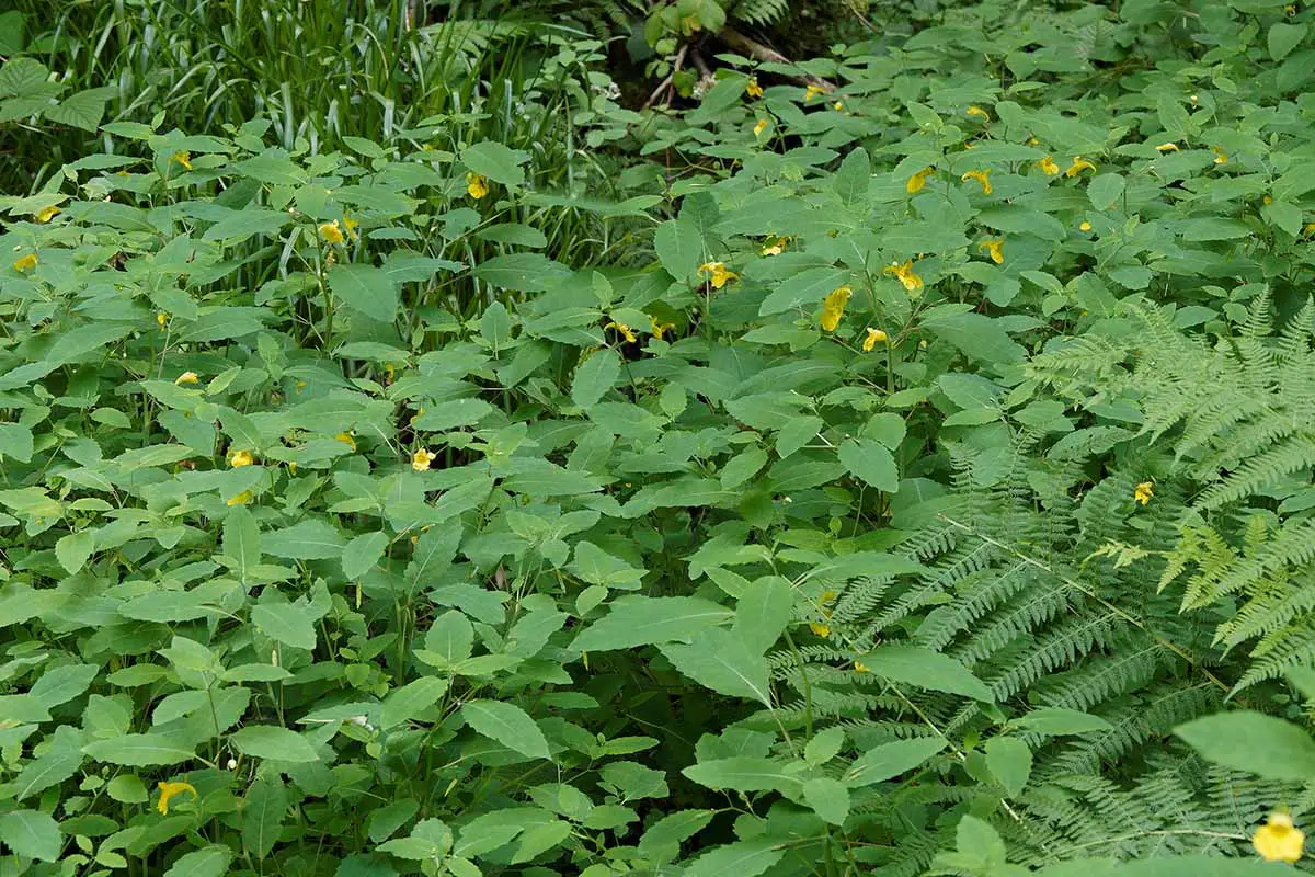 Una imagen horizontal de una gran franja de jewelweed que crece de forma silvestre con helechos y otras plantas perennes.