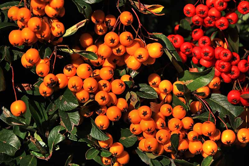 Una imagen horizontal de primer plano de bayas de color naranja brillante de toyon (Heteromeles arbutifolia) que crecen en el jardín.