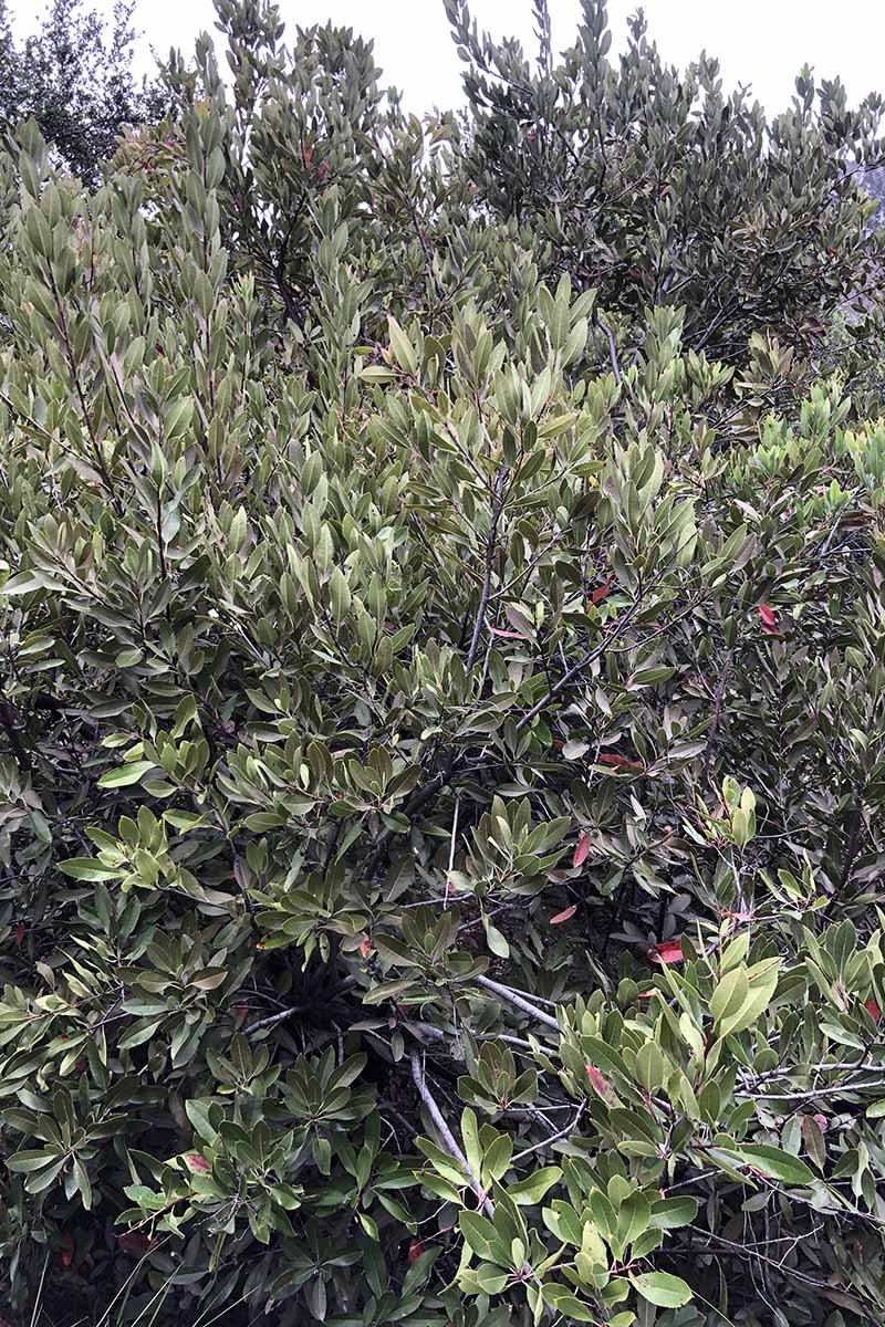 Una imagen vertical de cerca de un arbusto de acebo de California (Heteromeles arbutifolia) que crece en el jardín.