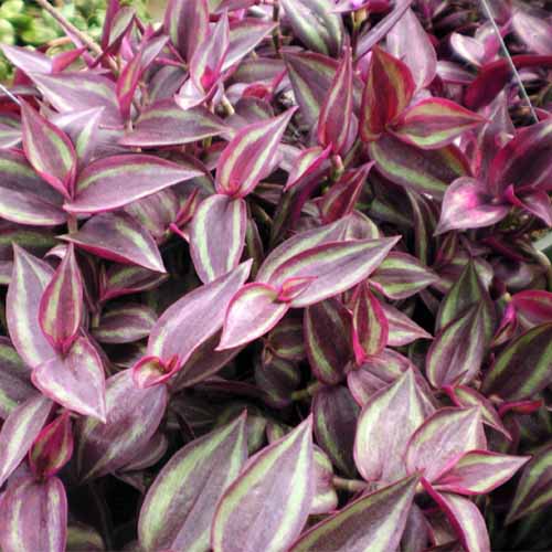 Una imagen cuadrada de primer plano del follaje abigarrado púrpura y verde de Tradescantia 'Borgoña' que crece en el jardín.