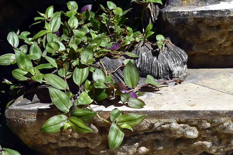 Una imagen horizontal de cerca de una planta de araña invasiva que crece al aire libre sobre unos escalones de piedra.