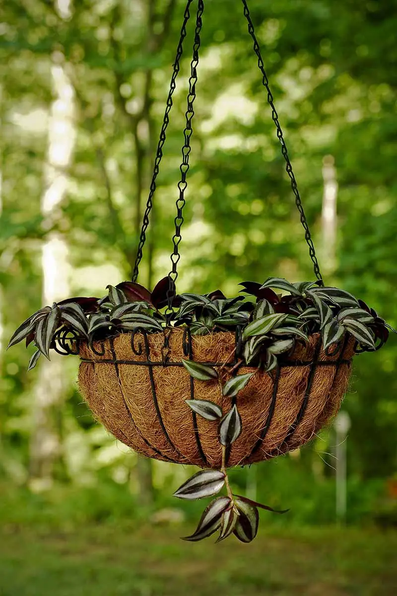 Una imagen vertical de cerca de una planta abigarrada de araña púrpura y verde claro que crece en una cesta colgante debajo de un árbol al aire libre, representada en un fondo de enfoque suave.