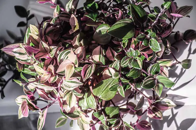 Una imagen horizontal de primer plano de una planta Tradescantia 'Tricolor' que crece en una maceta representada bajo el sol brillante.