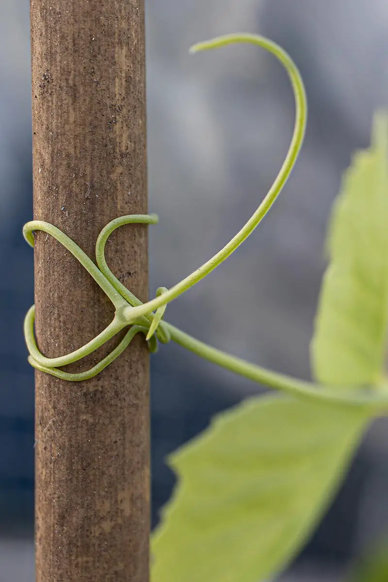 Una imagen vertical de cerca de zarcillos que envuelven una estaca de bambú.