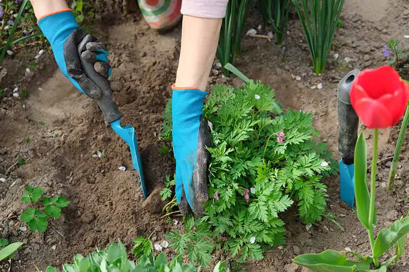 Dos manos con guantes azules de jardinería, una sosteniendo una paleta para cavar un hoyo para trasplantar una planta joven de L. spectabilis.  A la derecha del marco hay otra pala de mano y una flor roja.  En el fondo está el suelo y otro follaje.