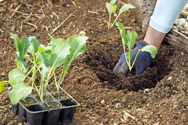 Una mano a la derecha del marco, con un guante de jardinería azul, está plantando una plántula al aire libre en el suelo.  A la izquierda del marco hay una bandeja de semillas negra con siete plántulas más listas para plantar.