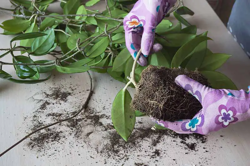 Una imagen horizontal de primer plano de un jardinero trasplantando una planta de hoya e inspeccionando las raíces.