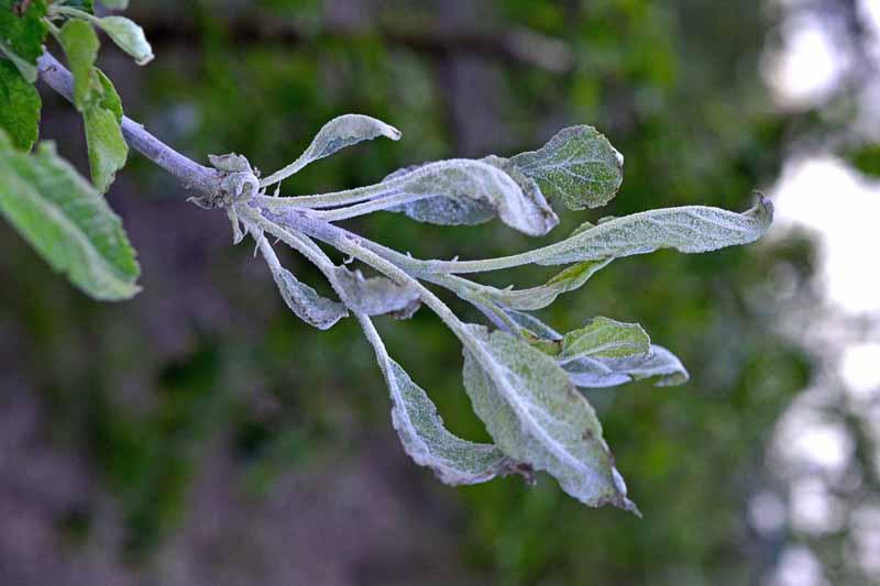 Una rama de manzano completamente recubierta de una infección por hongos Podosphaera leucotricha que muestra la característica capa blanca en forma de polvo en las hojas.