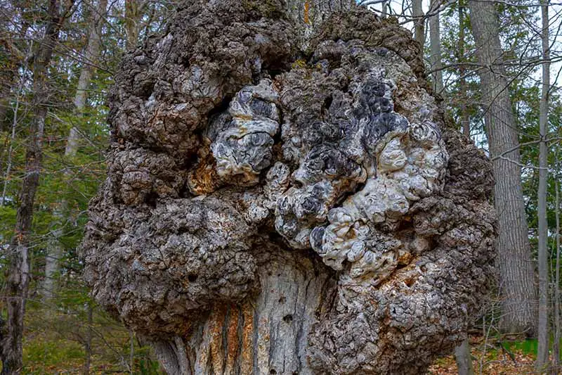 Una imagen horizontal de cerca de un gran cancro o nudo de rebaba que crece en el tronco de un árbol.