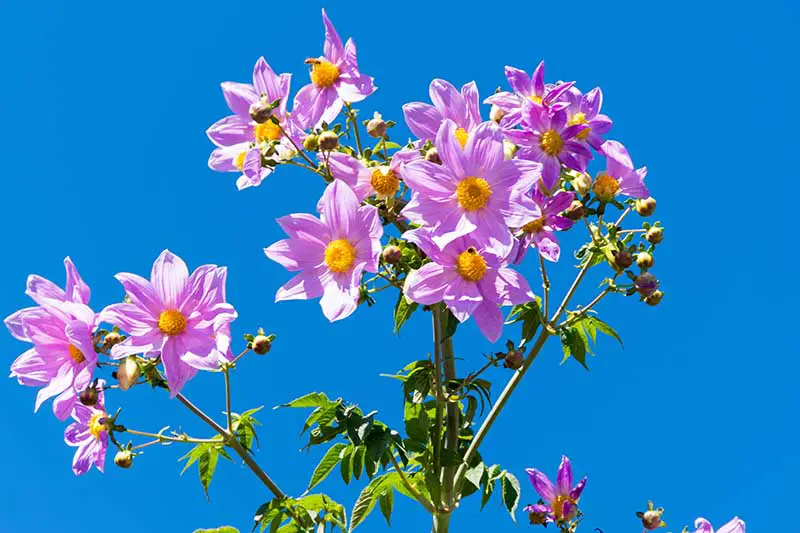 Una imagen horizontal de primer plano de las delicadas flores rosadas de D. maxonii fotografiadas sobre un fondo de cielo azul.