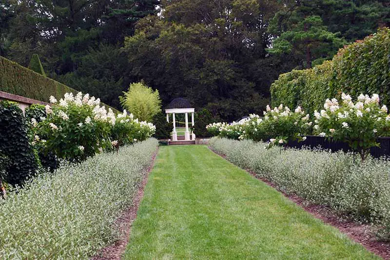 Una imagen horizontal de un jardín formal flanqueado por bordes de árboles de hortensias.