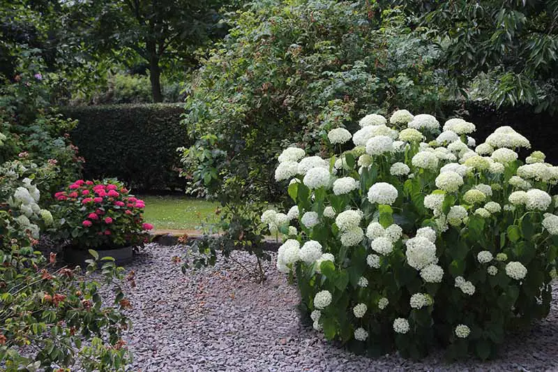 Una imagen horizontal de una escena de jardín con arbustos perennes en flor que rodean un patio de grava.